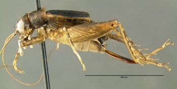 Media type: image;   Entomology 621946 Aspect: habitus lateral view